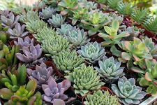 30 Assorted succulents for your wedding event and more.